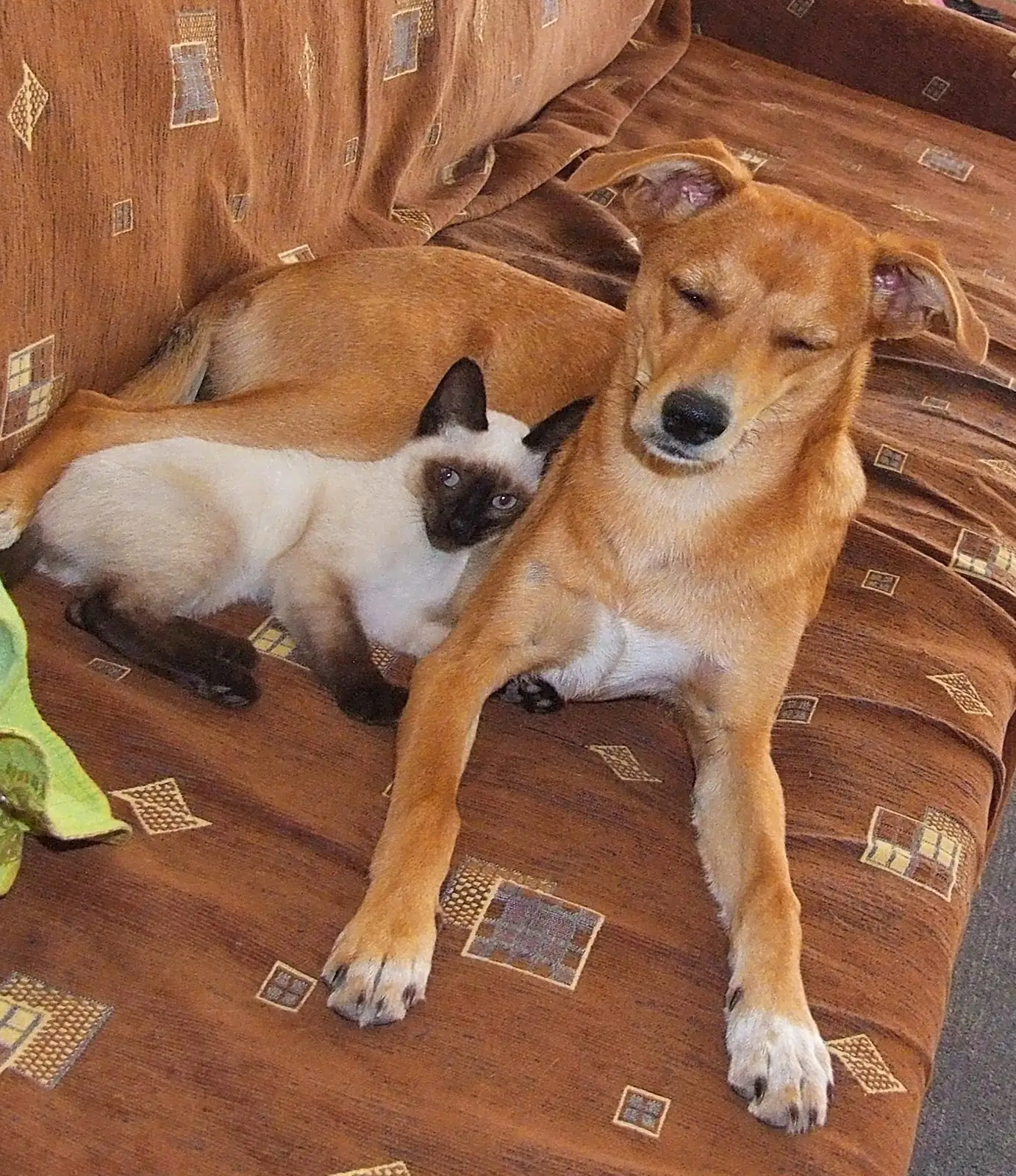 En hund och en siamesisk katt vilar tillsammans i en soffa