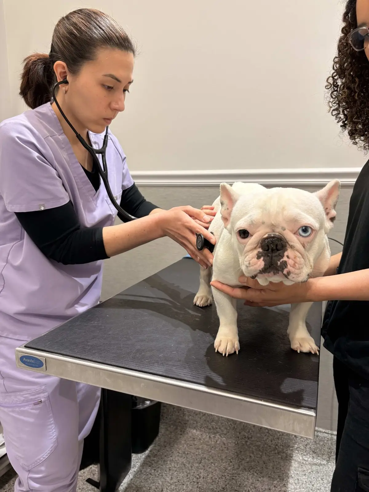 En veterinär lyssnar på en fransk bulldogg med stetoskop