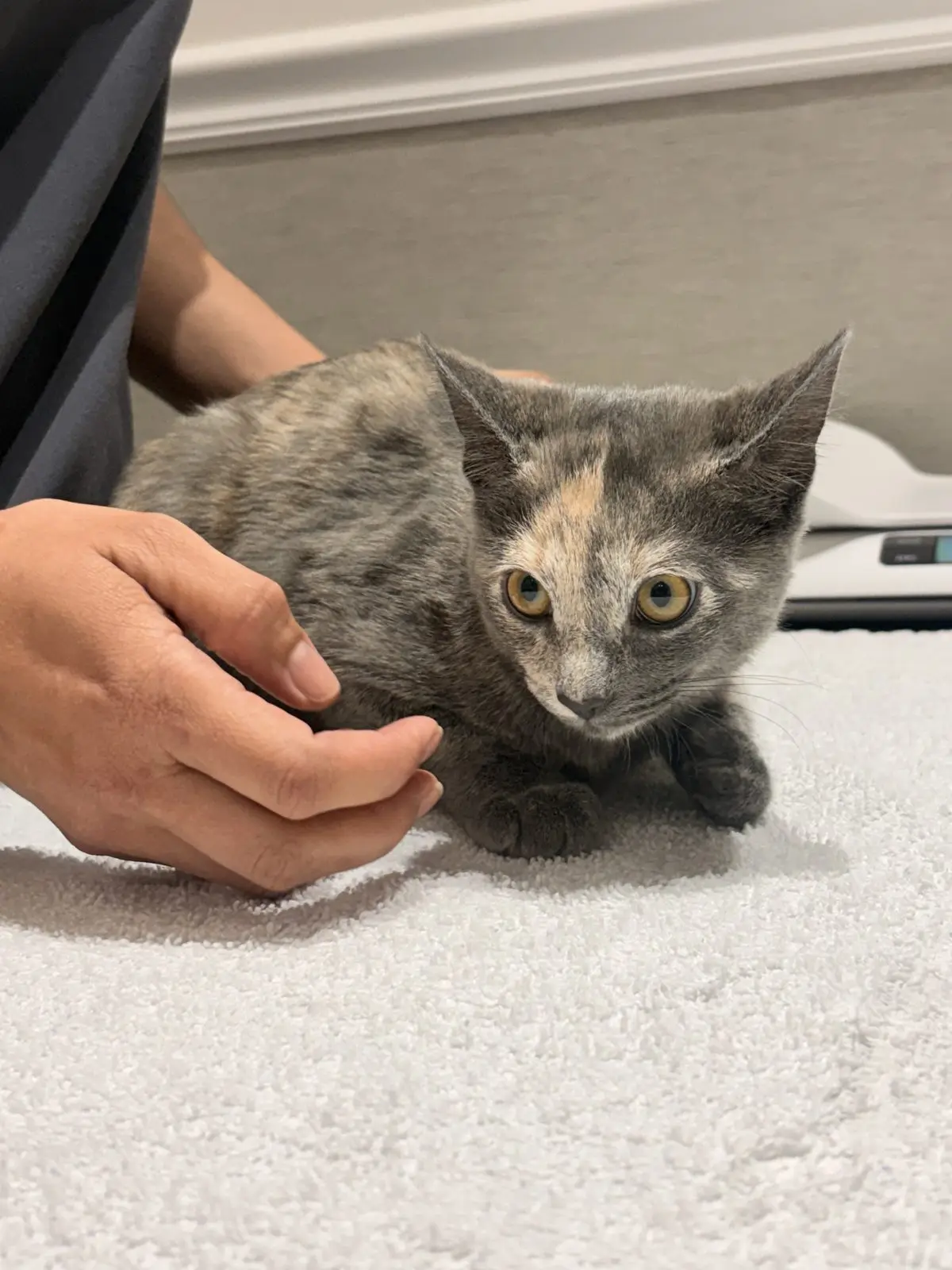 En kattunge på en handduk på veterinärens undersökningsbord