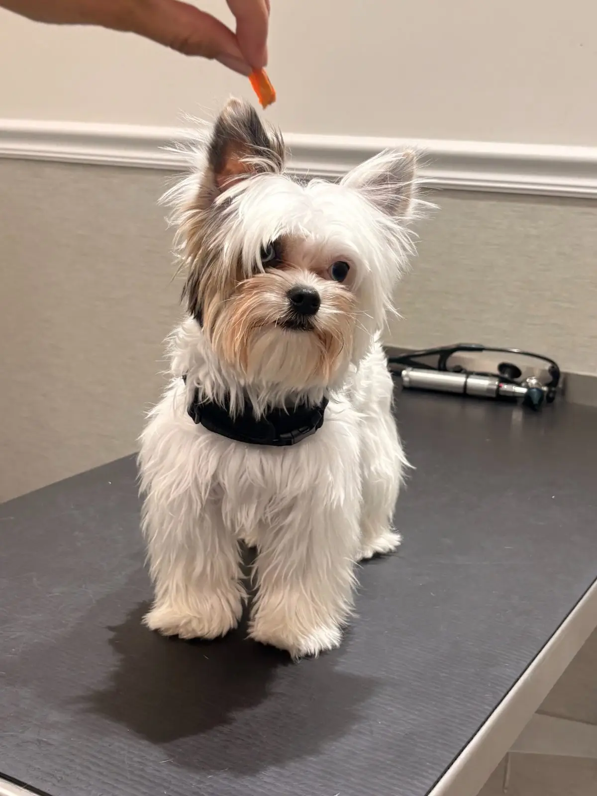 En liten hund på ett undersökningsbord tittar upp mot en godisbit